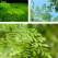 Descopera pulberea ecologica din arborele de moringa