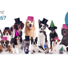 Test amuzant: Ce catel esti?