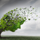 Trauma ca mijloc de vindecare și creștere