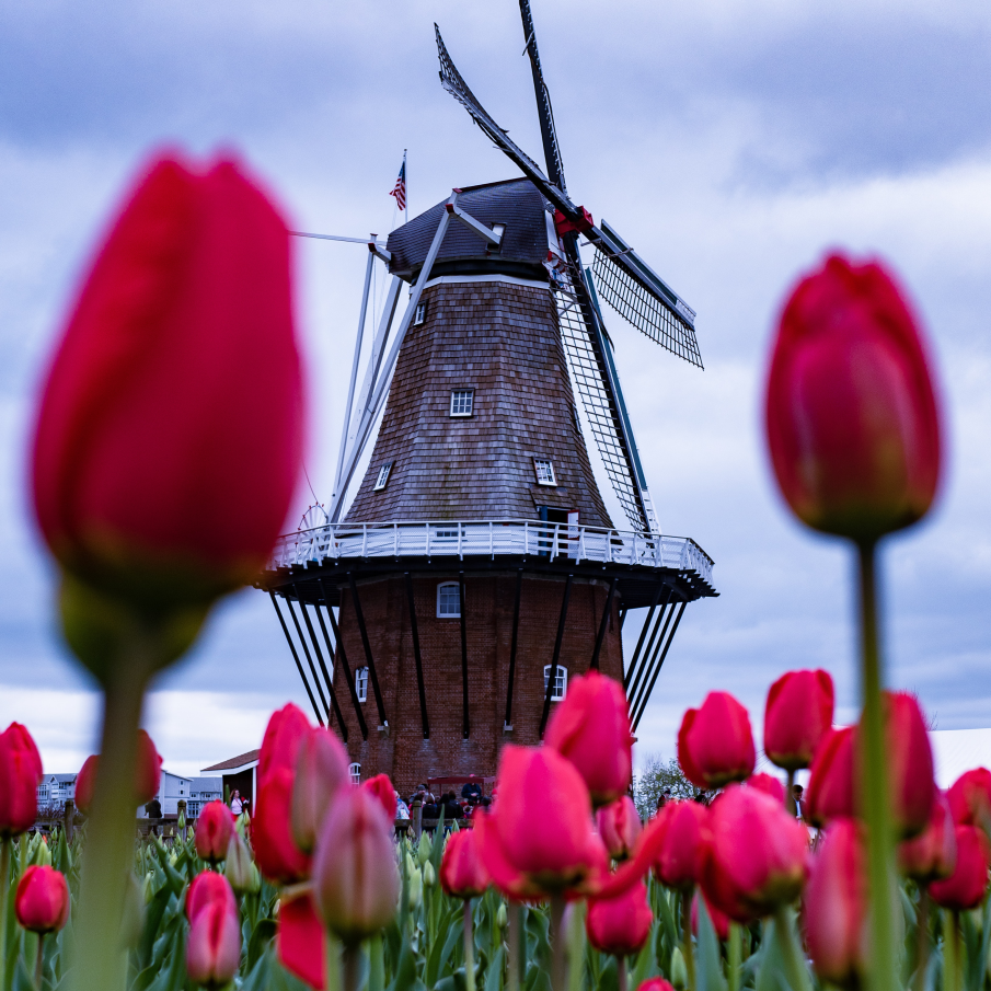 Moară de vânt în mijlocul unui câmp cu lalele roșii