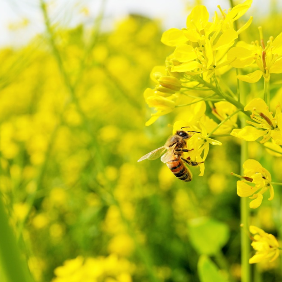 Imagini de vis cu cele mai frumoase lanuri de rapiță - galbenul absolut al lunilor aprilie/mai!