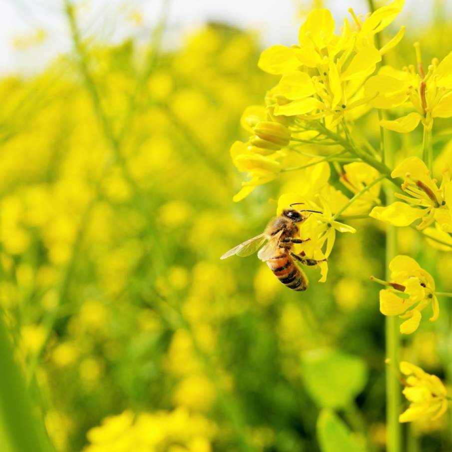 Imagini de vis cu cele mai frumoase lanuri de rapiță - galbenul absolut al lunilor aprilie/mai!