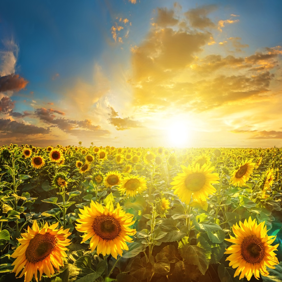 Muzele frumoase ale lui Van Gogh