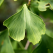 Arborele pagodelor: Ginkgo Biloba