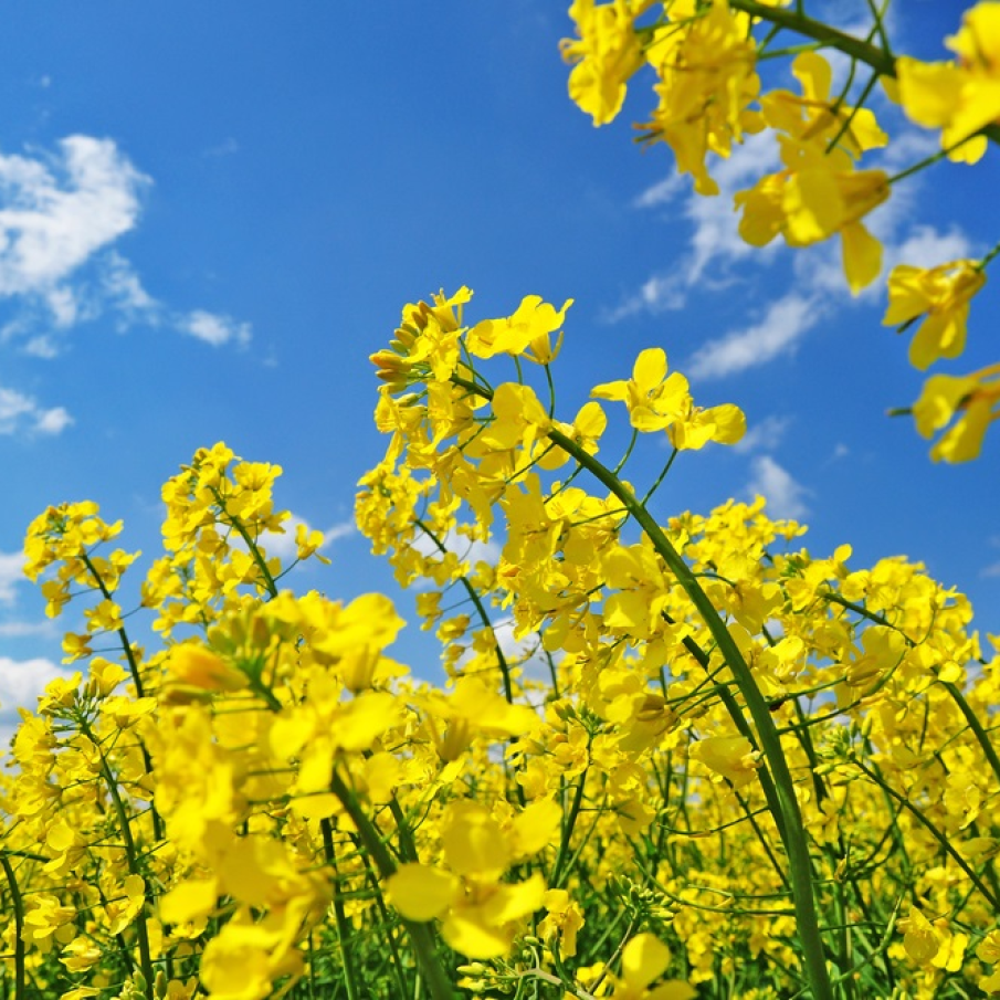 Imagini de vis cu cele mai frumoase lanuri de rapiță - galbenul absolut al lunilor aprilie/mai!