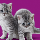 Pe 8 August am sărbătorit Ziua Internațională a Pisicii: Whiskas a invitat iubitorii de feline să descopere cele mai importante sfaturi despre creșterea pisicilor