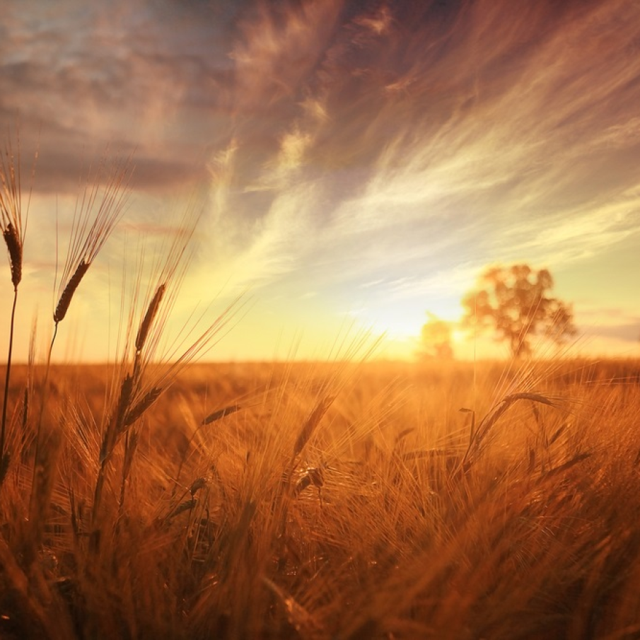 Asa se coace aurul. Fire de grau mangaiate de caldura soarelui 