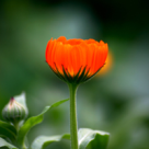 5 ceaiuri medicinale pentru igiena intima feminina