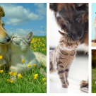 Pisicile și câinii - cei mai buni prieteni. 15 imagini care ne demonstrează cât de adorabilă poate fi prietenia dintre câini și pisici