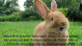 Meaje de Paște haioase în imagini: Felicitări de Paște!