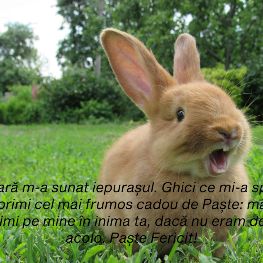 Meaje de Paște haioase în imagini: Felicitări de Paște!