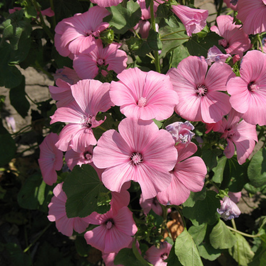 Candoarea primaverii