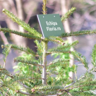 Brazii de Craciun, replantati de echipa Floria in localitatea Cetateni, jud. Arges