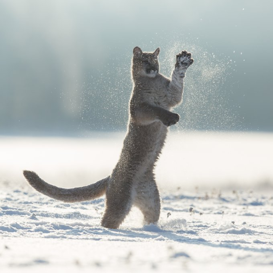 Puma sarind in zapada