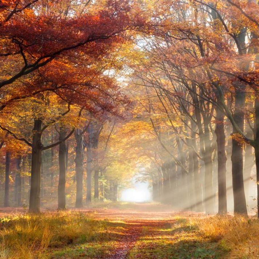 Razele soarelui isi fac loc printre frunzele copacilor 