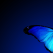 Fluturele albastru