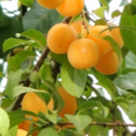 Suc racoritor de corcoduse galbene