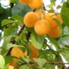 Suc racoritor de corcoduse galbene