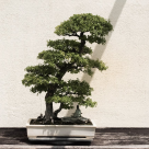 Cum să ai grijă de un Bonsai (sfaturi pentru începători)