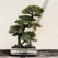 Cum să ai grijă de un Bonsai (sfaturi pentru începători)