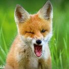 #5Rusia - file din natură