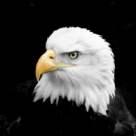 Secrete amerindiene: Afla ce animal totemic te protejeaza in functie de data nasterii!