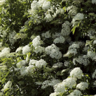 Socul - cultivare, utilizari in gastronomie si in farmacia casei