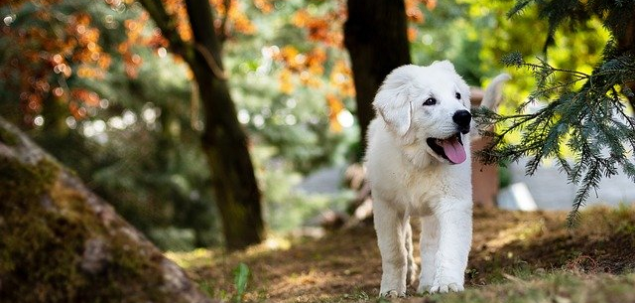 Atunci cand vezi un animal pe strada...