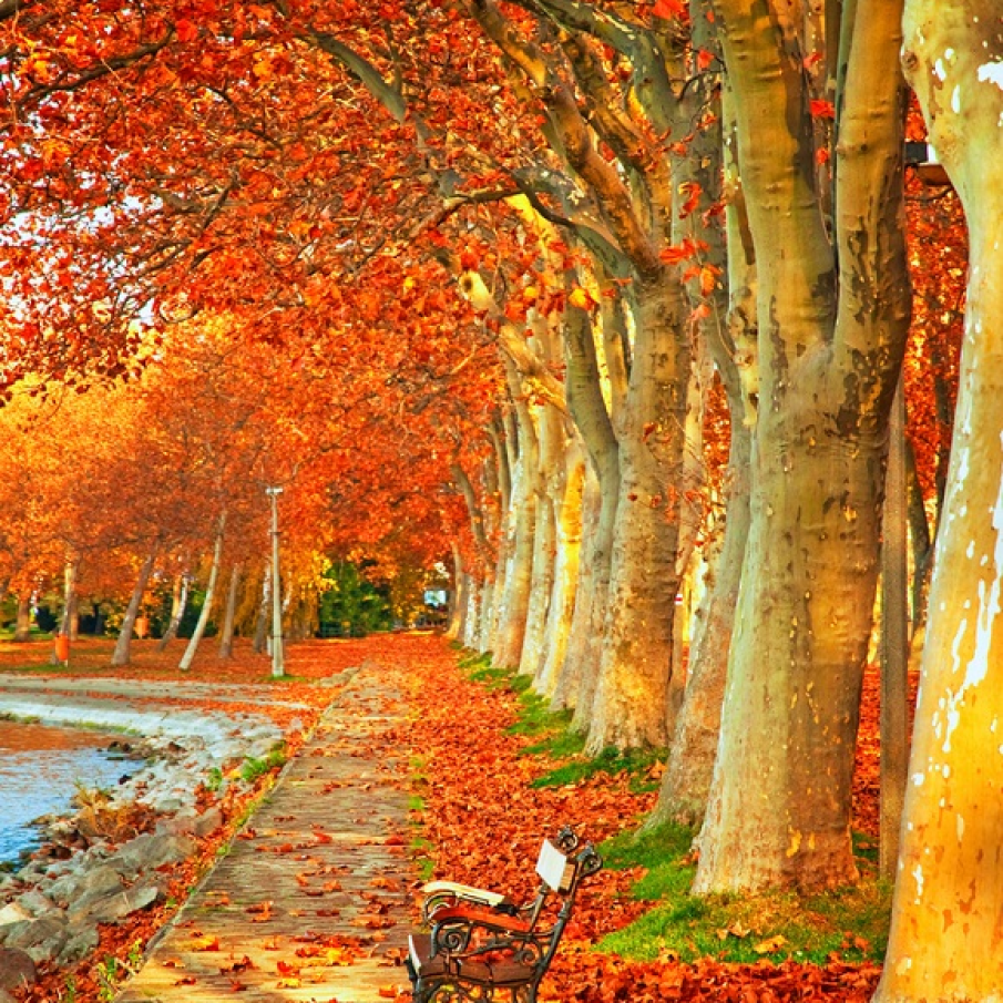 Copacii cu frunze curgatoare