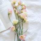 7 personaje din literatură cu nume de flori