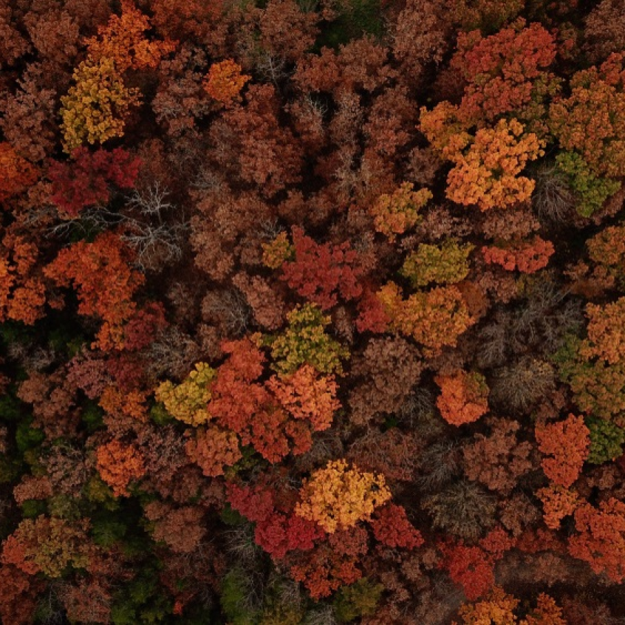 Frunzele incep sa-si schimbe infatisarea. Noi tot ba?