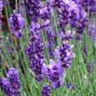 Levantica in casa ta: Cum sa o utilizezi in mod practic