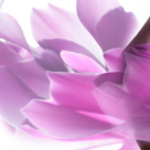 6 produse naturiste pentru sanatatea ginecologica a femeii 