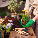 Importanța alegerii pământului potrivit pentru sănătatea plantelor
