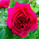 Beneficiile și utilizările surprinzătoare ale trandafirilor