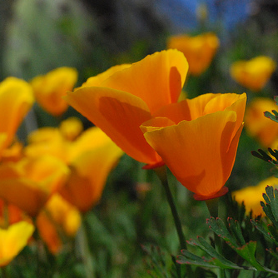 Macul californian (Eschscholzia californica)