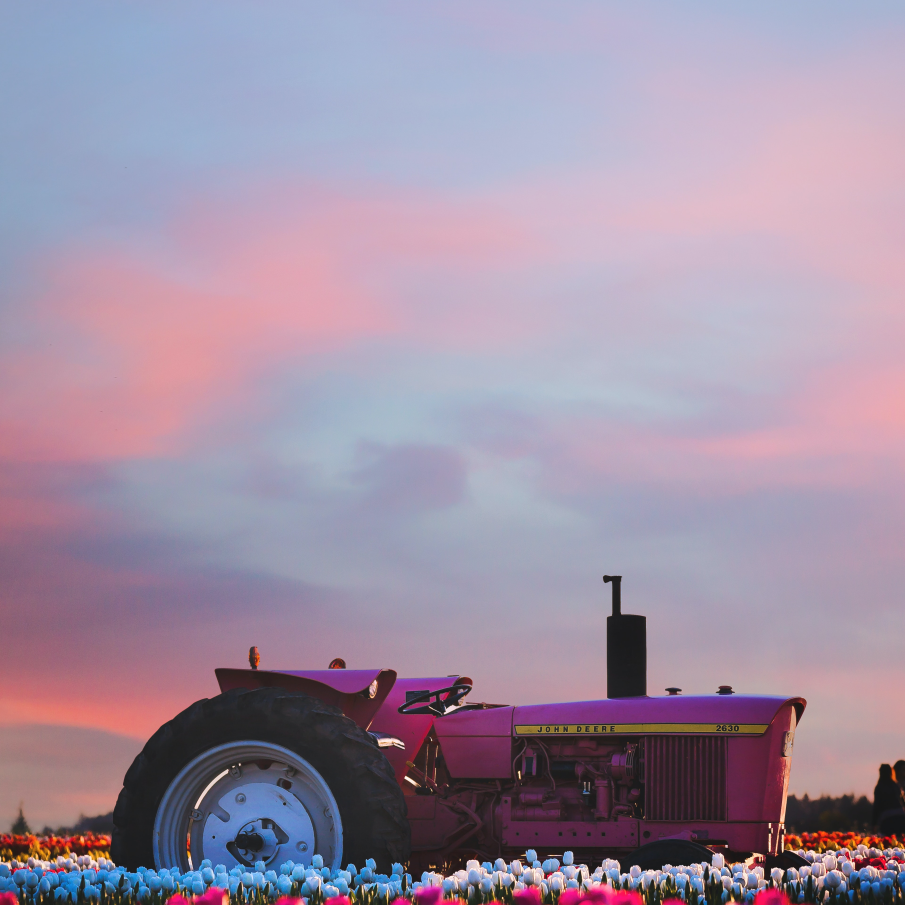 Apusul de soare surprinde îngrijitorii lalelelor