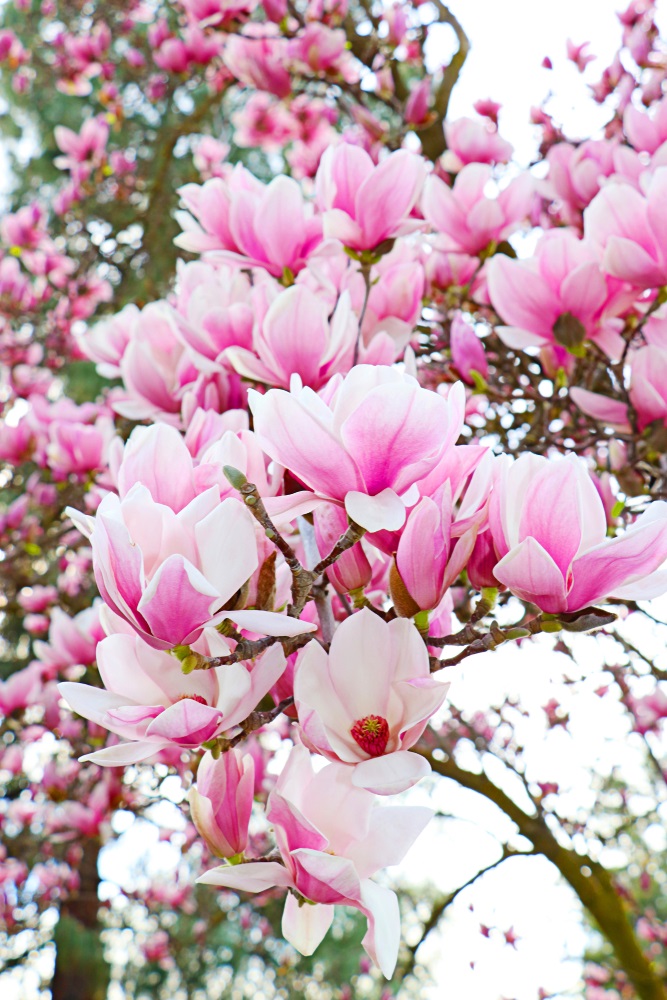 Stiati ca magnolia este un copac antic si se crede ca exista inca de  dinaintea aparitiei