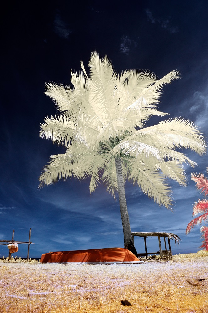La umbra (lumina) unui palmier măreț